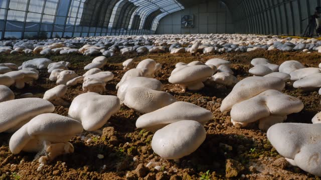 Cultivating Success: The Profit Potential of a Mushroom Farm in Chakvi