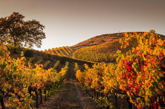 Purchasing Land for Your Winery: A Comprehensive Guide