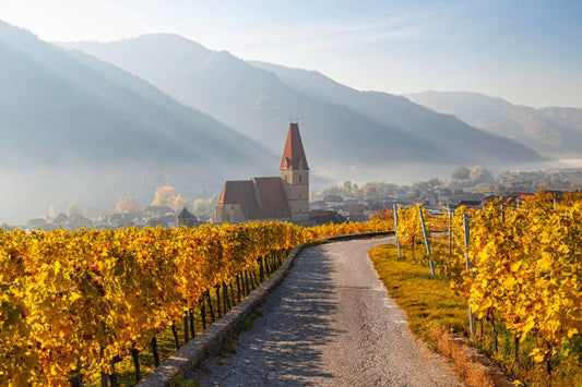 Buying a Vineyard in Batumi