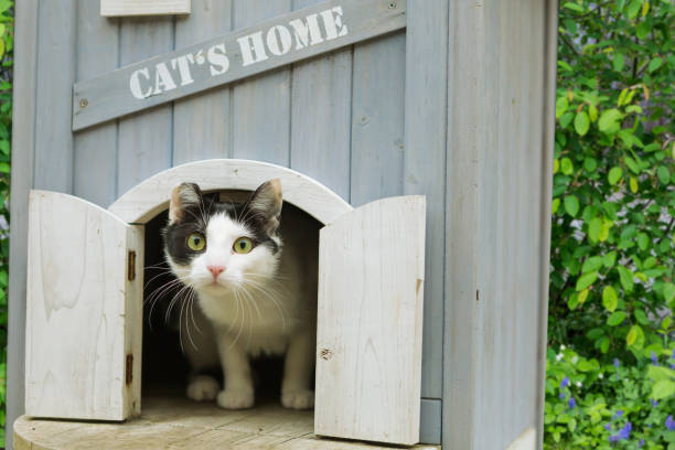 Building a Pet House